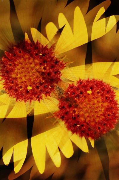 USA, Colorado, Boulder Gaillardia flower montage